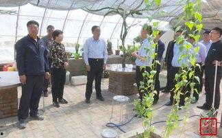 安新县杨孟庄吃瓜群众,吃瓜群众的夏日狂欢