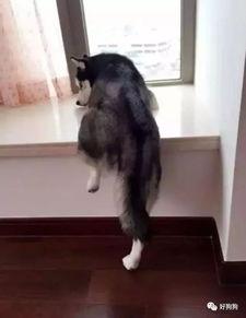 二哈吃瓜群众加好友,好友圈新宠